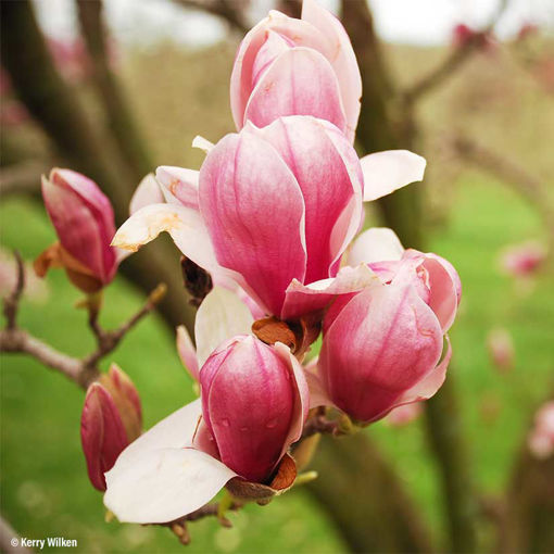 Saucer Magnolia