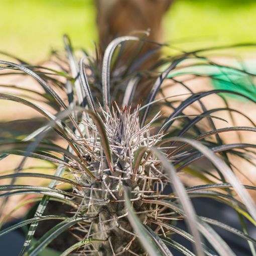 Madagascar Palm House And Patio Trees From The Arbor Day Tree Nursery