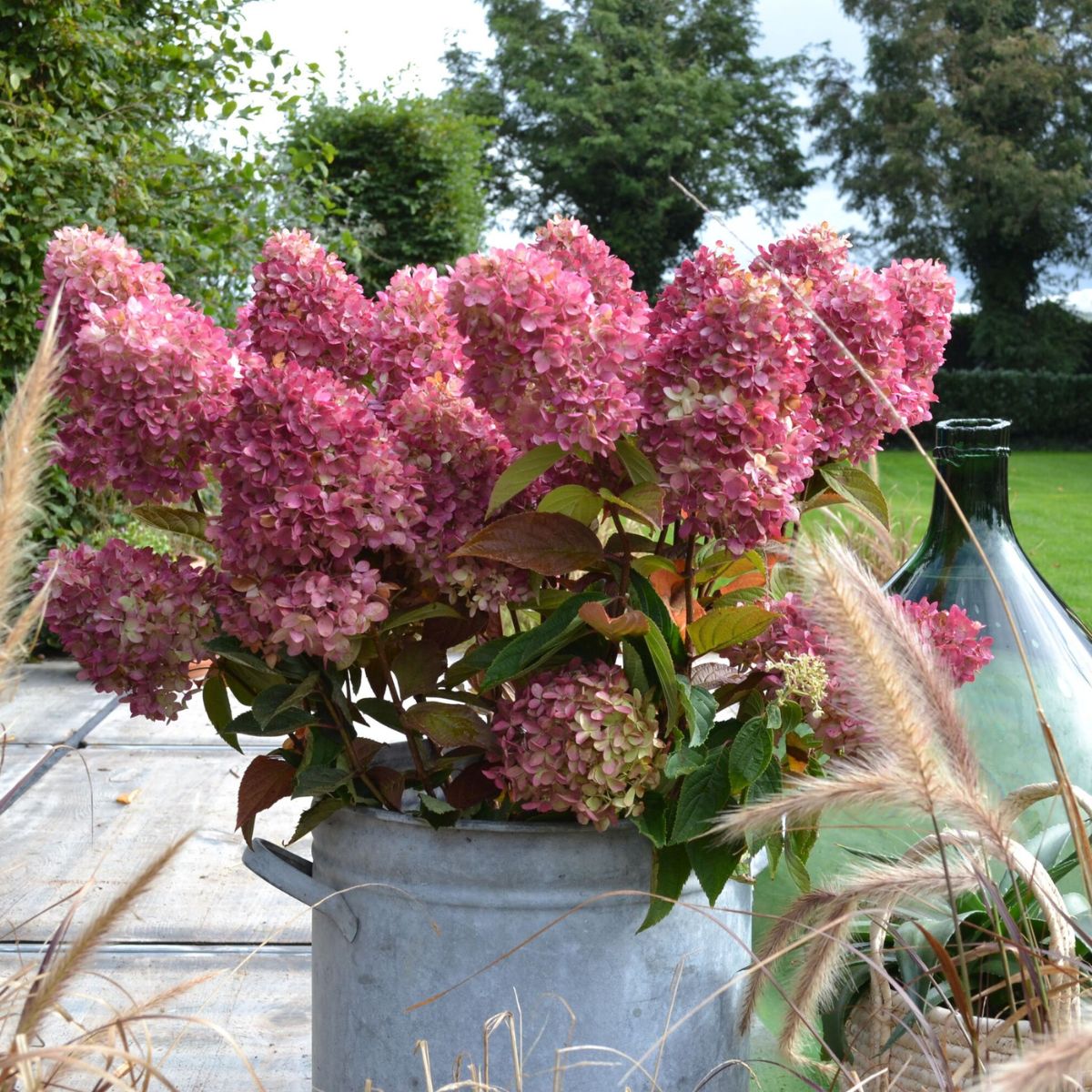 Dragon Baby Hardy Hydrangeas For Sale At Arbor Day S Online Tree