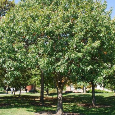 Buy Shade Trees Online Shop The Arbor Day Tree Nursery Arbor Day