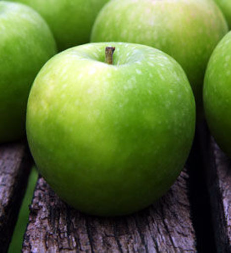 Malus domestica 'Granny Smith' (Semi-Dwarf Apple)