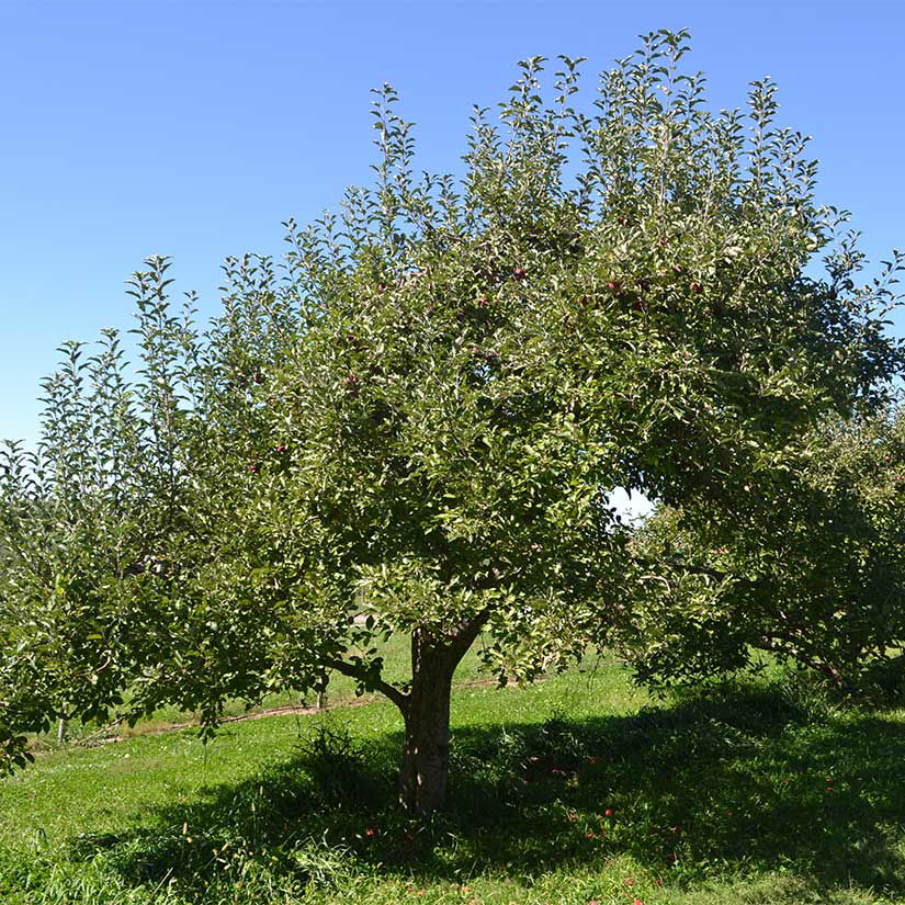 Buy affordable Red Jonathan Apple trees at our online nursery Arbor