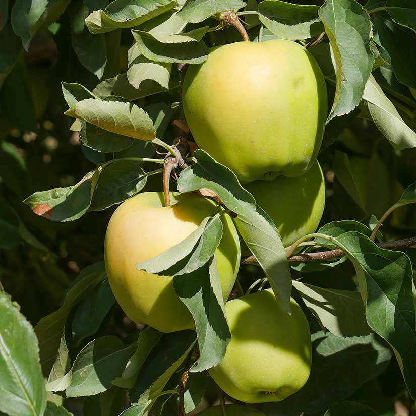 yellow apple trees