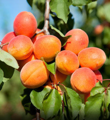 Picture of Early Golden Apricot