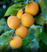 Picture of Moorpark Apricot