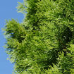 American Arborvitae - Thuja occidentalis
