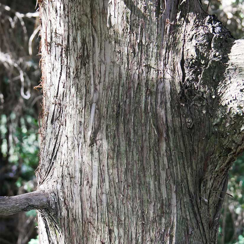 American Arborvitae Trees for Sale at Arbor Day's Online Tree Nursery ...