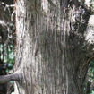 American Arborvitae - Thuja occidentalis