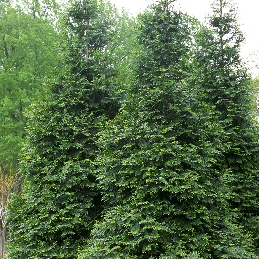 Green Giant Arborvitae Trees For Sale At Arbor Day S Online Tree Nursery Arbor Day Foundation Buy Trees Rain Forest Friendly Coffee Greeting Cards That Plant Trees Memorials And Celebrations With Trees