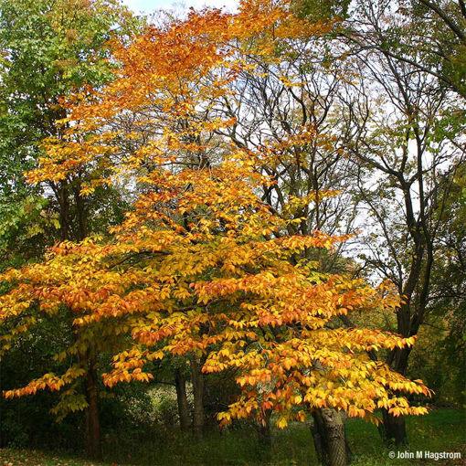 American Beech