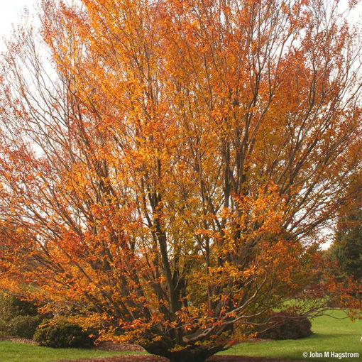 Learn About American Beech - Arbor Day Foundation