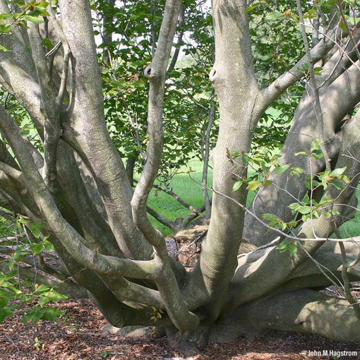 Buy Affordable American Beech Trees At Our Online Nursery Arbor Day