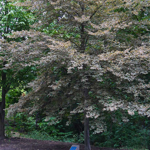 European Beech