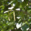 Picture of Paper Birch