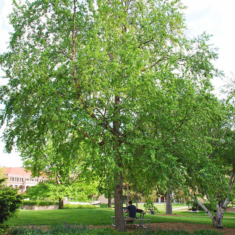Single Birch Tree