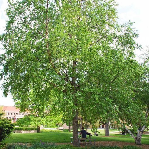 River Birch - Betula nigra