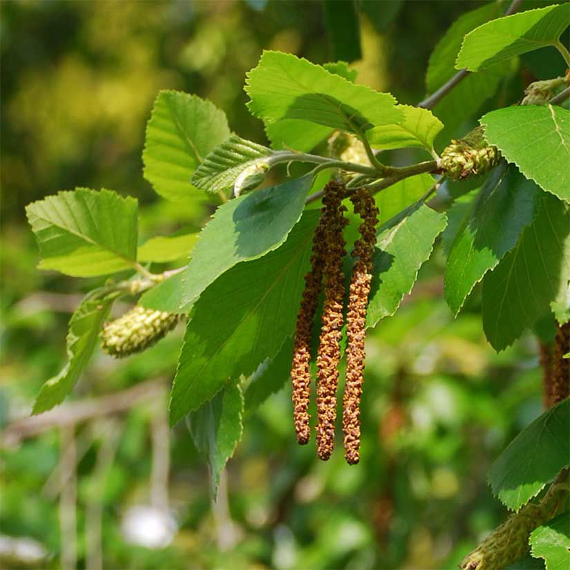 birch tree identification