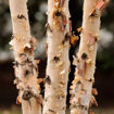 Picture of River Birch