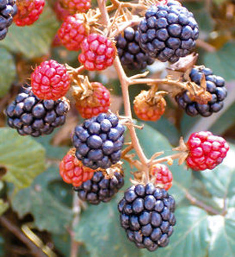 Arapaho Blackberry shrubs