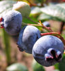 Rubel Blueberry - Vaccinium corymbosum Rubel shrub