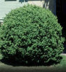 Common Boxwood evergreen