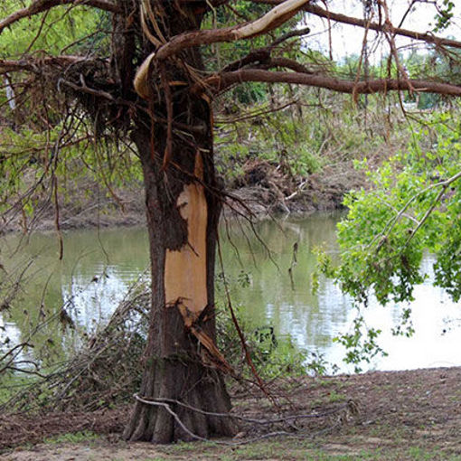 Picture of Texas Flooding Tree Recovery