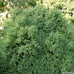 Green Velvet Boxwood evergreen