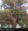 Red Buckeye shrub - Aesculus pavia