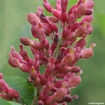 Picture of Red Buckeye