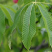 Picture of Red Buckeye