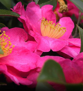 Sasanqua Camellias for Sale at Arbor Day's Online Tree Nursery - Arbor