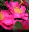 Camellia - Camellia sasanqua