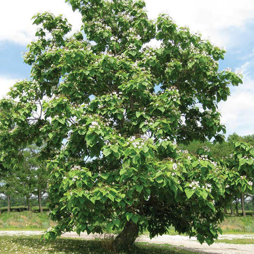 tree with heart shaped leaves and seed pods