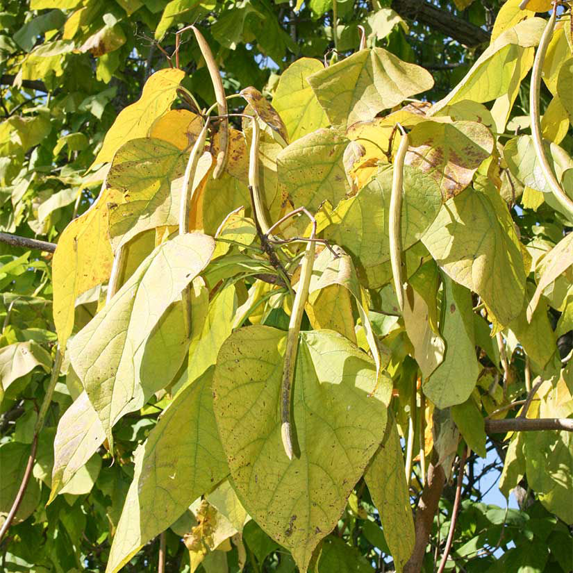 buy-affordable-northern-catalpa-trees-at-our-online-nursery-arbor-day