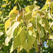 Picture of Northern Catalpa