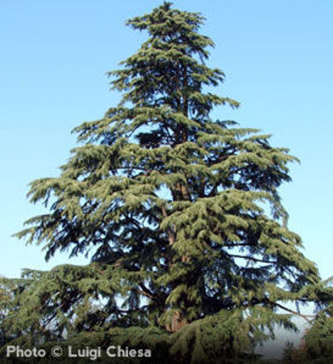 Deodar Cedar evergreen