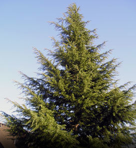 Deodar Cedar — Green Acres Nursery & Supply