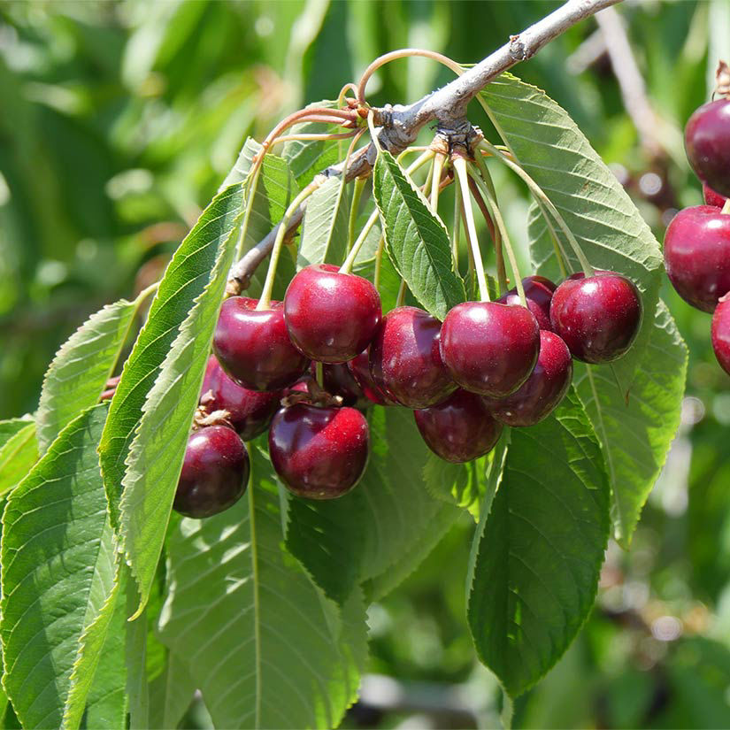cherry fruit trees