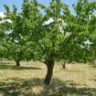 Bing Cherry Prunus avium