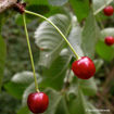 Black Tartarian Cherry - Prunus avium
