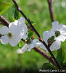 Early Richmond Cherry - Prunus cerasus