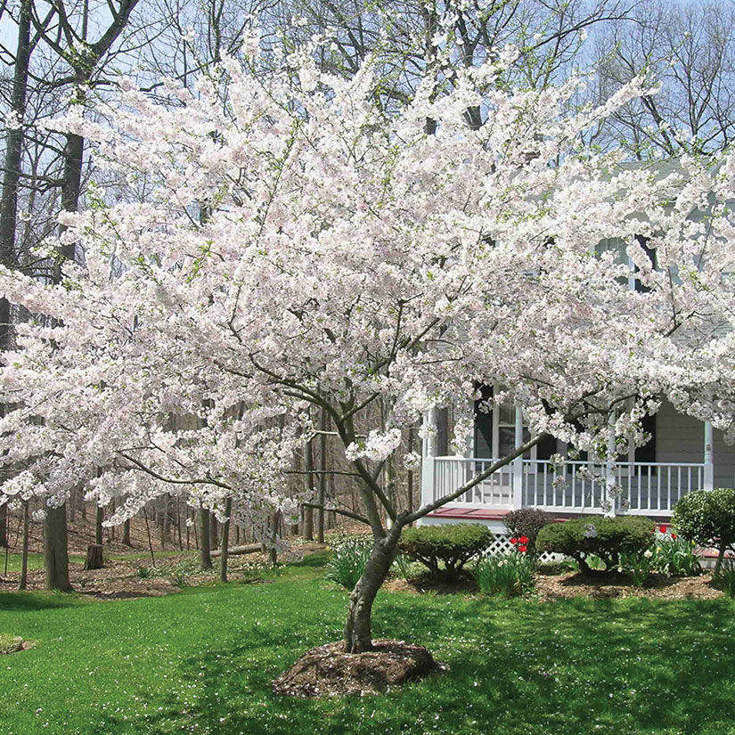 flowering cherry tree varieties