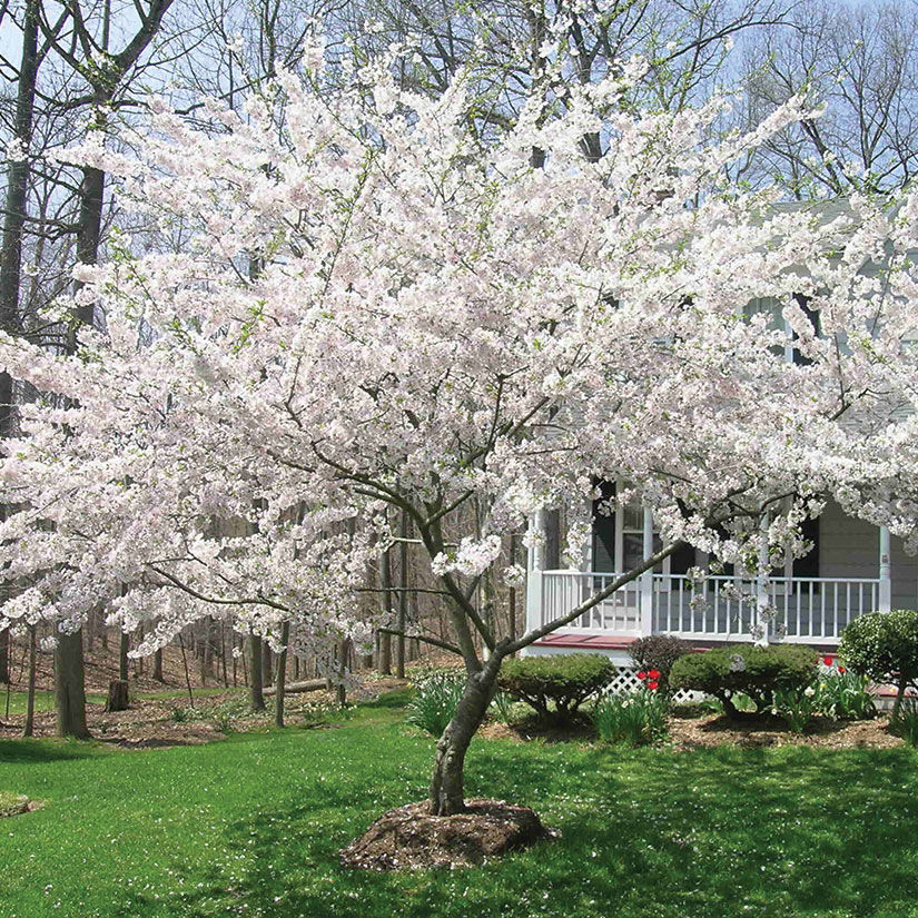 How To Grow Dwarf Cherry Trees From Seed