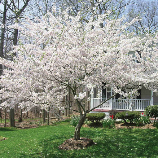 Buy Affordable Yoshino Cherry Trees At Our Online Nursery Arbor Day Foundation Buy Trees Rain Forest Friendly Coffee Greeting Cards That Plant Trees Memorials And Celebrations With Trees And More