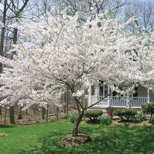 yoshino flowering cherry tree problems