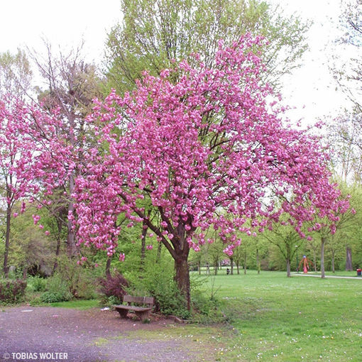 Kanzan Cherry Trees for Sale at Arbor Day&rsquo;s Online Tree Nursery 