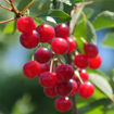 Montmorency Cherry - Prunus cerasus