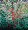Nanking Cherry - Prunus tomentosa