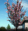 Purpleleaf Sand Cherry - Prunus x cistena