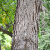 Picture of Kentucky Coffeetree